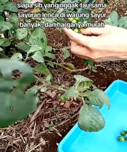 30 BUTIR BIJI/BENIH LEUNCA | LENCA | TERONG PIPIT