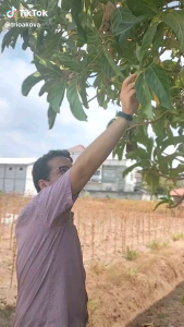 buah mengkudu segar petik dadakan