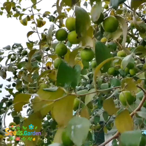 BIJI/BENIH POHON BIDARA ARAB ( SUDAH DIKUPAS/SIAP SEMAI)