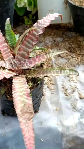 tanaman hias Cryptanthus fosterianus tanaman indoor