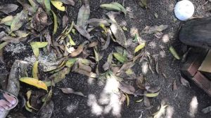 Thân Máy cưa gỗ 18v Đài Loan xuất nhật đã lên chân makita phổ thông 4cm hoạt động OK chỉ thân máy không bao gồm pin