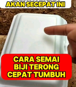 BIJI | BENIH TERONG BULAT HITAM | BLACK ROUND EGGPLANT