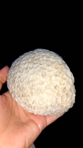Karang Laut bentuk meteor / cristal stone aquascape aquarium