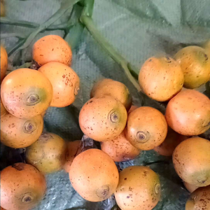 #หมากสุก หมากสด หมากเหลือง ตัดสดใหม่จากตัน ไม่ใช่หมากรว่ง ไม่ใช่หมากหล่น รับประกันไม่มีหนอน หมากนอกฤดู กรอบ ฝาด มัน อรอ่ยอย่างลงตัว น่ารับประทาน ใช้งานงานบุญ งานพิธีต่างๆ ถวายพระ บูชาครู หมากใช้คู่สังคมไทยแทบทุกพิธี 2kg.369 แถมทุกคำสั่งซื้อ