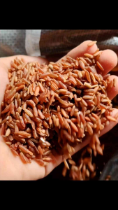 Red Rice Mindoro