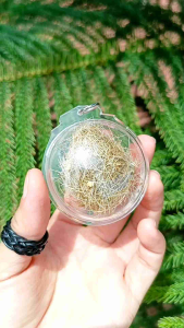 ช้องหมูป่า สีขาว สีหายาก ป้องกันเภทภัย ภยันตรายต่างๆ และคุณไสย์มนต์ดำ ได้ดีมากๆ