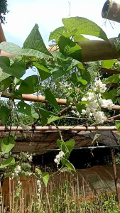 Tanaman Hias Bunga Air Mata Pengantin & Tanaman Merambat