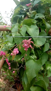 Tanaman hias bunga air mata pengantin - Tanaman hias air mata pengantin bunga pink