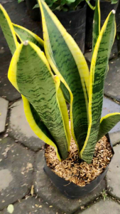 Yellow Snake Plant / 黄虎尾兰 / Lidah Mertua Kuning / पीला साँप पौधा (Singapore: Sansevieria) – Air Purifying Low Maintenan