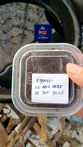 TELUR KILLIFISH EGGRESI SIAP DI TETESKAN ISI 50