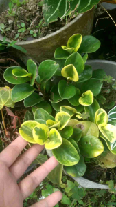 daun dollar