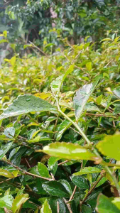 Tehtehan (Anak Nakal) dan Stek Pagar Tanaman Hidup 400 Gram