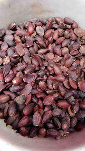 biji nogosari kering - buah nogosari - 100 gr biji nogosari - biji-bijian herbal