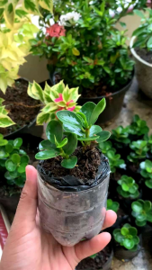 Tanaman Hias Dolar Mikro: Dekorasi Cantik & Mudah Dirawat