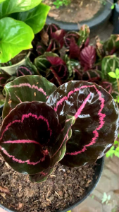 Tanaman Hias Calathea Black Lipstik: Dekorasi Ruangan & Perawatan