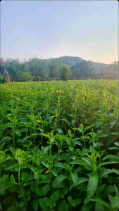 หญ้าหวานปลอดภัย อบแห้ง 1 kg