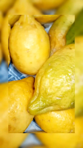 FRESH LEMON RM3.99 1 PC