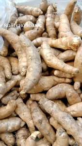 1Kg NGÃI CHỐNG ĐỘC chính gốc ở núi (Nói không hàng nghệ trắng)