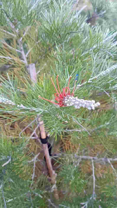 grevillea scarlet moon กระถาง12"