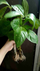 5+1 FREE MADRE DE AGUA ROOTED HIGH QUALITY DAHON at Affordable Price for Animal Food - MALALAKI DAHON ORDER