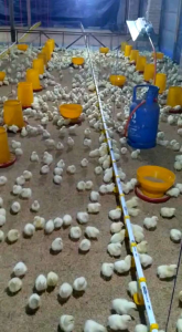 Vitamin Ayam - SUMOX - Suplemen Ayam - Vitamin Penambah Nafsu Makan - Obat Ayam Broiler