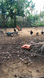 anti bau kandang BAKTERI PENGURAI AL K mengatasi Bau Kandang Lalat Dan Virus Aratan dengan menggunakan bahan 100% Alami