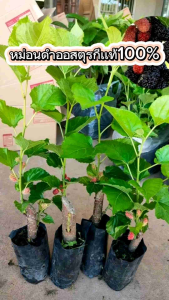 ต้นหม่อนดำออสตุรกี🍇🍇🍇 👉 5 ต้น 99฿ จัดส่งฟรี