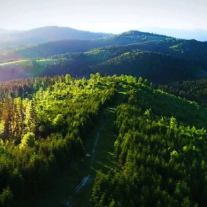 100% PURE（OLD）BORNEO GINGER