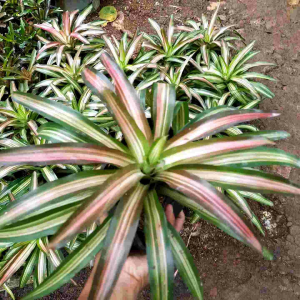TANAMAN HIAS BROMELIA THREE COLLOR / BROMELIA TRI COLOR