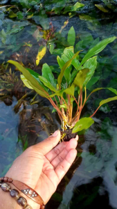 Anubias Sp Wabikusa: Tanaman Aquascape yang Mudah Dirawat