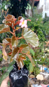 Begonia Wax live plant (in 3.5x3.5x8" polybag)