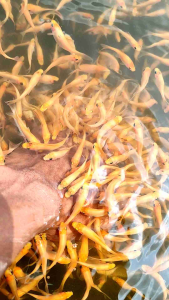 hiasan aquarium terapi isi 200 nilem terapi lemon