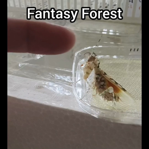 Spiny Flower Mantis (Pseudocreobotra wahlbergii) 非洲刺花螳螂