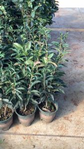 ต้นหอมหมื่นลี้ หอมหมื่นลี้ ดอกหอมหมื่นลี้ สารภีอ่างกา Fragrant Olive Sweet OliveTea Olive สารภีฝรั่ง กลิ่นหอมมาก หอมหมื่นลี้ดอกขาว