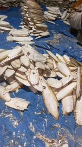 Tulang sotong/asinan burung/makanan burung berat 1kg