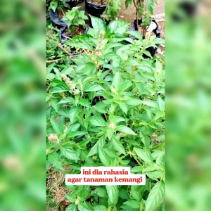 800 BIJI BENIH KEMANGI ARUMIAROMA KUAT & TIDAK CEPAT BERBUNGA