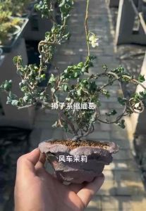 Japanese Dragon (竜神)  Asiatic jasmine 日本竜神黄金缩缅葛山野草(盆景/bonsai plant/live plant/outdoor plant/indoor plant）