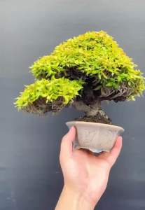 Japanese Golden  Asiatic jasmine 日本黄金缩缅葛 山野草(盆景/bonsai plant/live plant/outdoor plant/indoor plant）