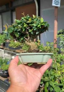 Japanese Asiatic jasmine 日本缩缅葛 山野草(盆景/bonsai plant/live plant/outdoor plant/indoor plant）
