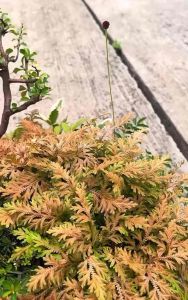 Japanese Golden Fern 日本黄金蕨 山野草(盆景/bonsai plant/live plant/outdoor plant/indoor plant）