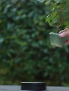 Japanese Wild Grape 日本花叶野葡萄 山野草(盆景/bonsai plant/live plant/outdoor plant/indoor plant）