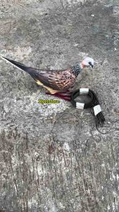 Paket Jerat Tancap Jebakan Burung Tekukur 21 Jarum Bonus Tali Kaki