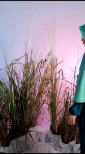 Jilbab Hijab Kerudung Bergo Wanita Dewasa Terbaru 2023