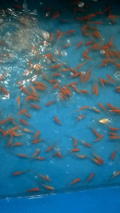 ikan mas koi lokalan (±10cm )