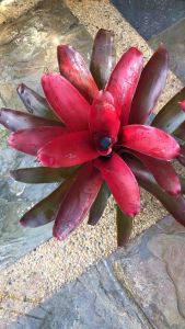 Neoregelia Irecalee ( 積水风梨 / bromeliad )