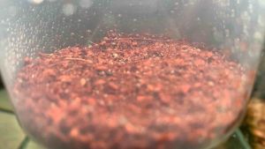 Tropical springtails of 50+