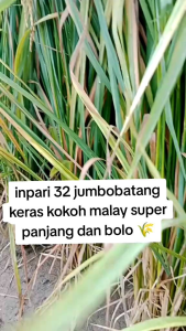 Benih Padi INPARI 32 PROMEO BERKUALITAS 3Kg