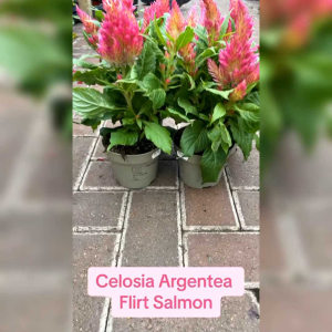 30 BIJI BENIH BUNGA CELOSIA ARGENTEA