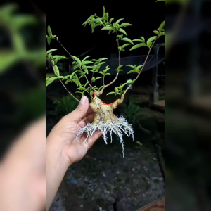 20 BIJI BENIH ANTING PUTRI ( BAHAN BONSAI )