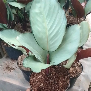 bunga hias daun calathea silver - bunga hidup calathea silver